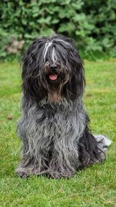 moeder Schapendoes Miske-Prins van de Roeskebeer